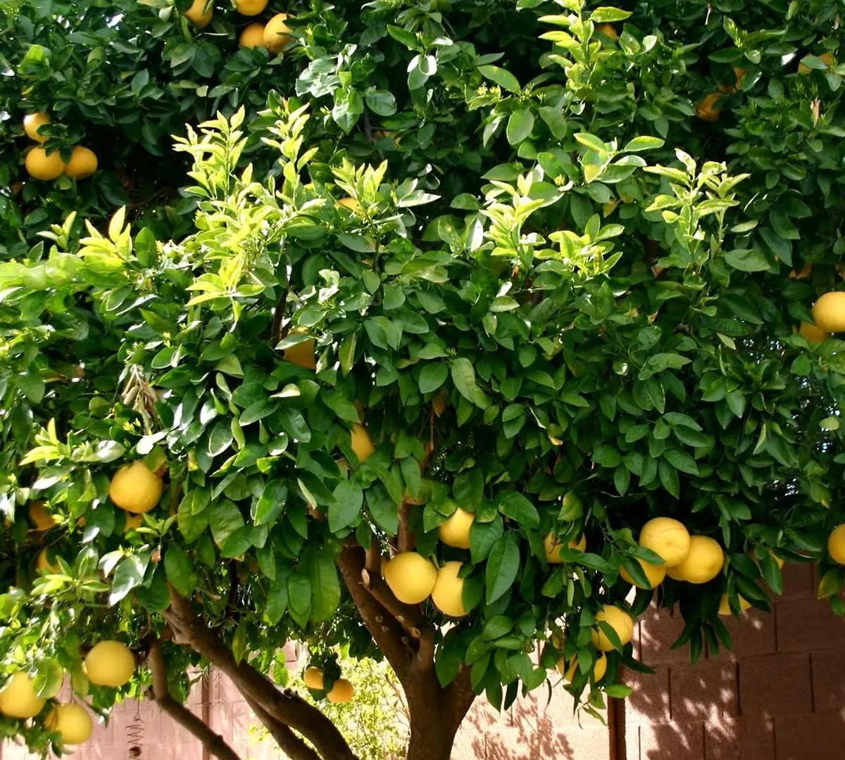 Hotel Lemon Tree Donji Seget