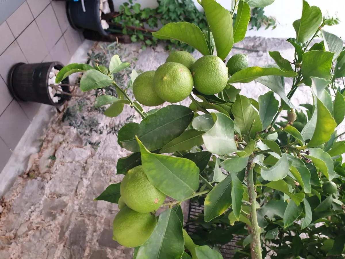 Отель Lemon Tree Сегет Доньи Гостевой дом