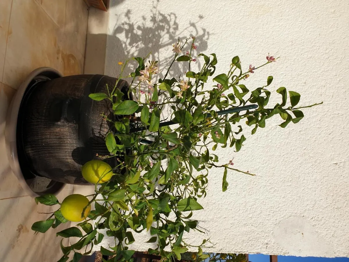Lemon Tree Hotel Seget Donji Guest house