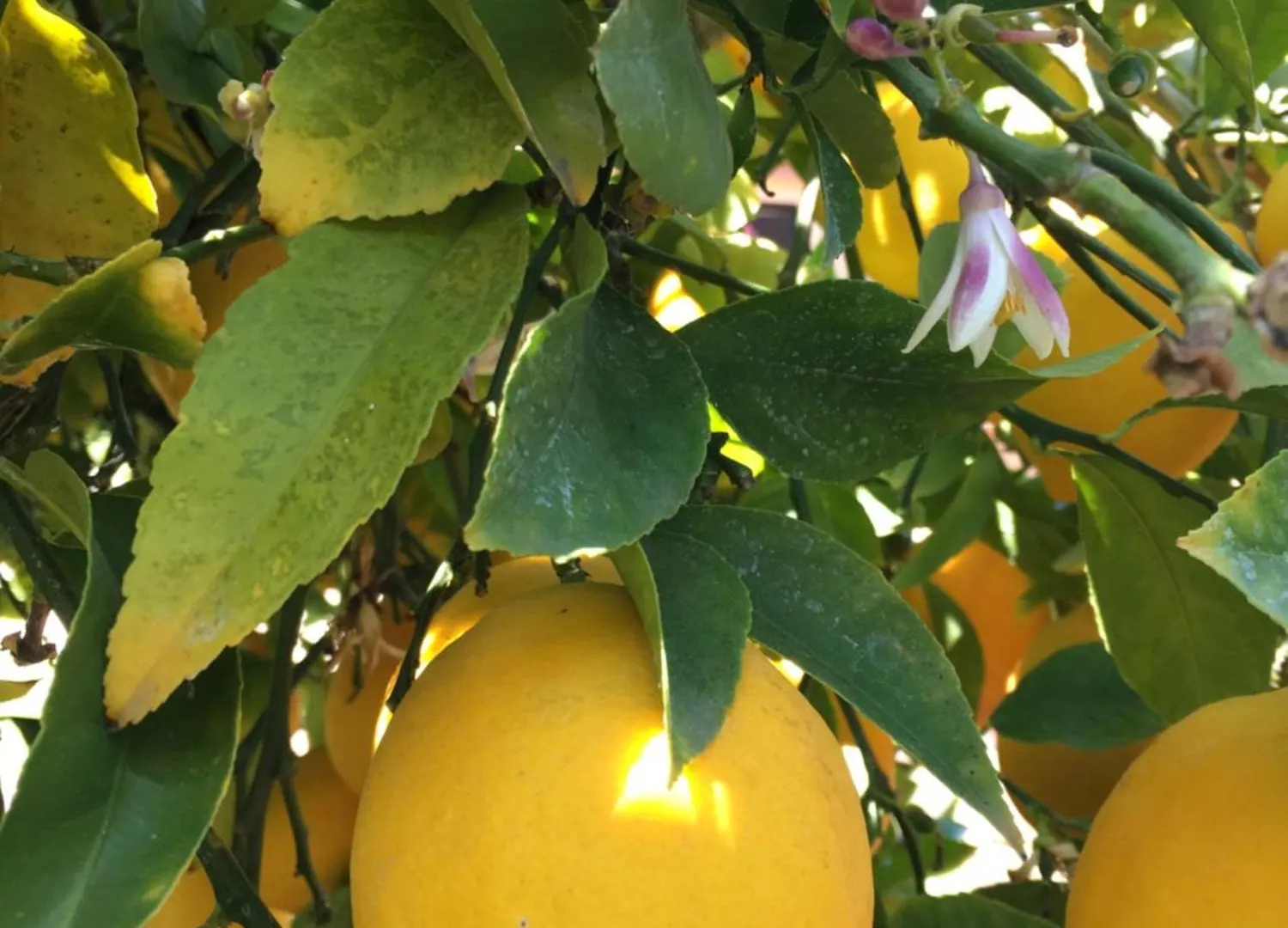 Гостевой дом Отель Lemon Tree Сегет Доньи